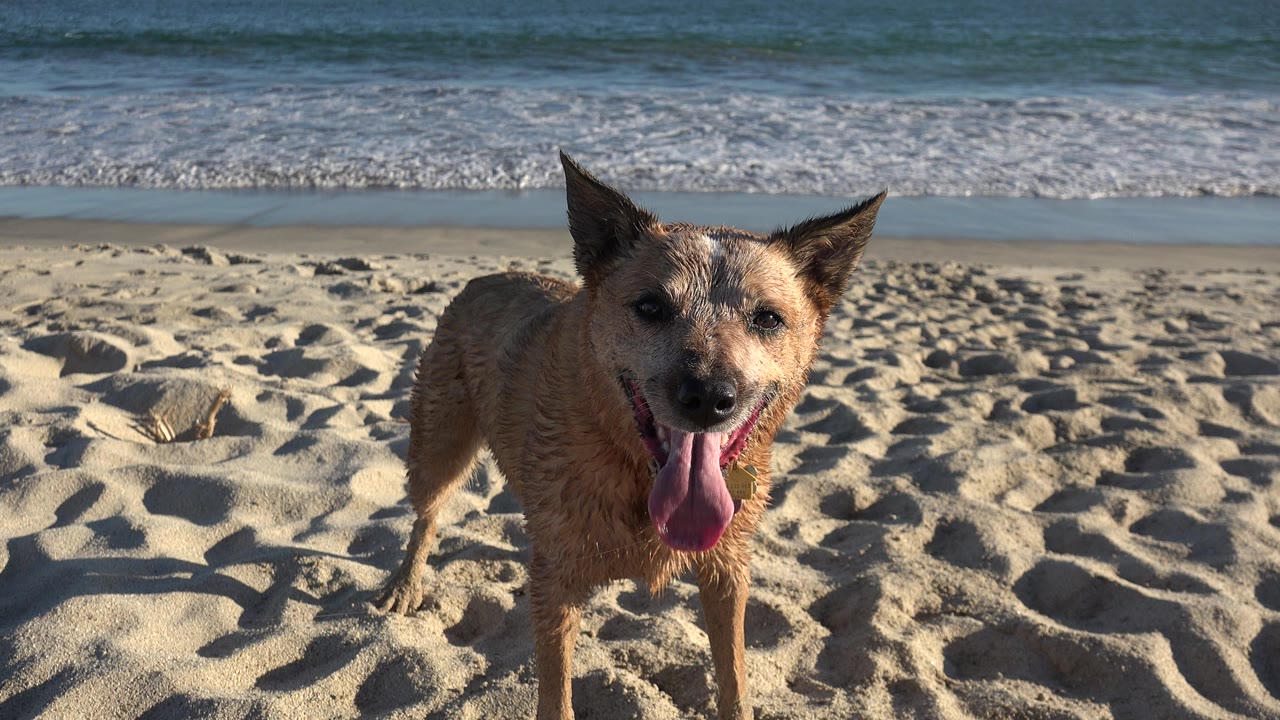 A tan dog pants near the camera on a Los Cabos beach, with rippled sand in front, breaking waves behind, and no visible people.