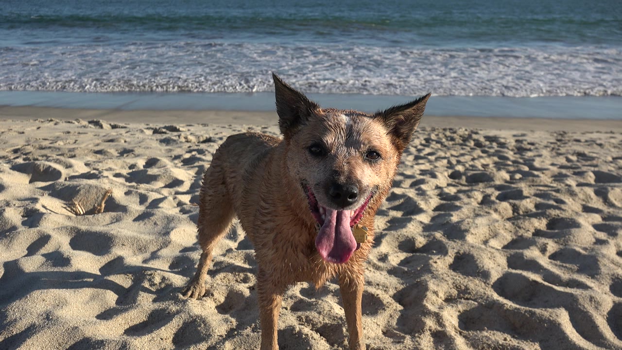 The dog remains centered on the Los Cabos sand, panting with ears up as a white wave band spreads across the background and no people are visible.