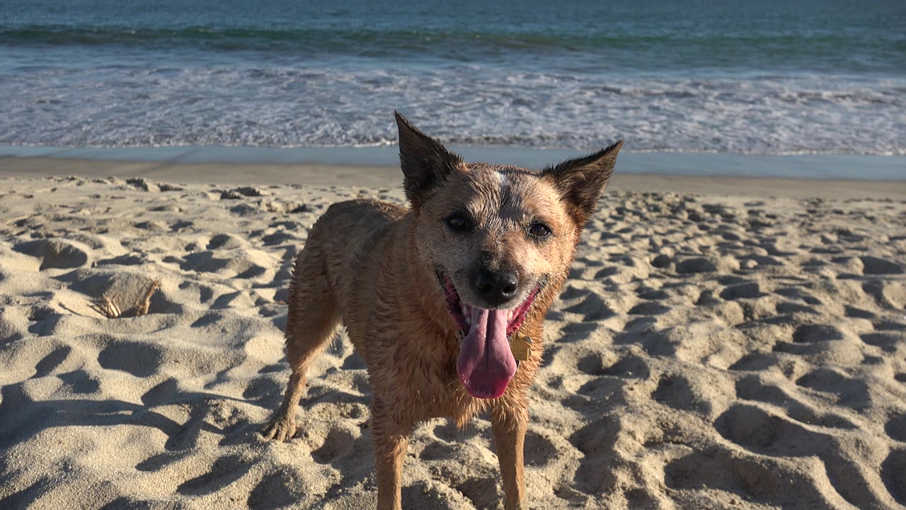 Panting dog on beach with low sunlight and surf behind.