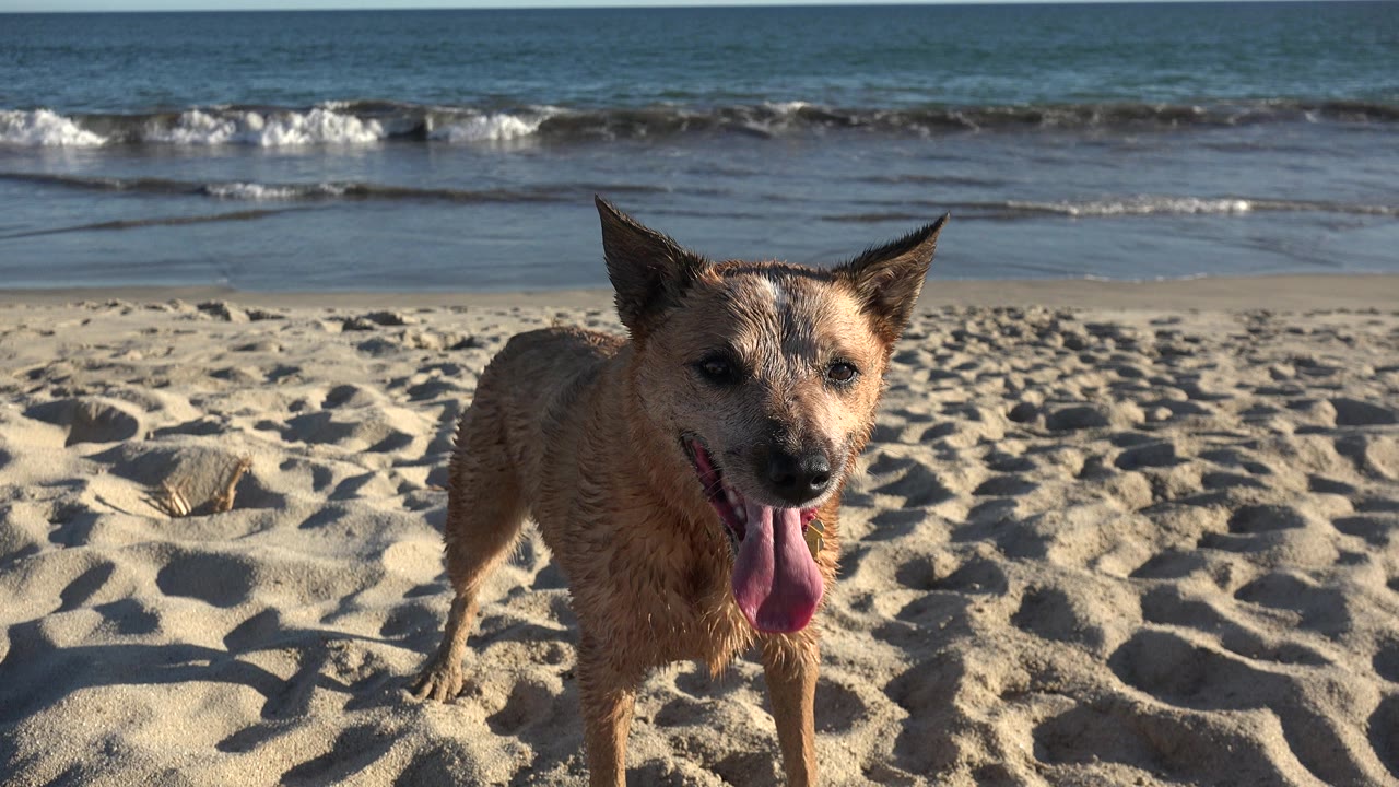 Small brown dog faces the camera on a Los Cabos beach, tongue out, with low waves breaking in the background and no visible people.