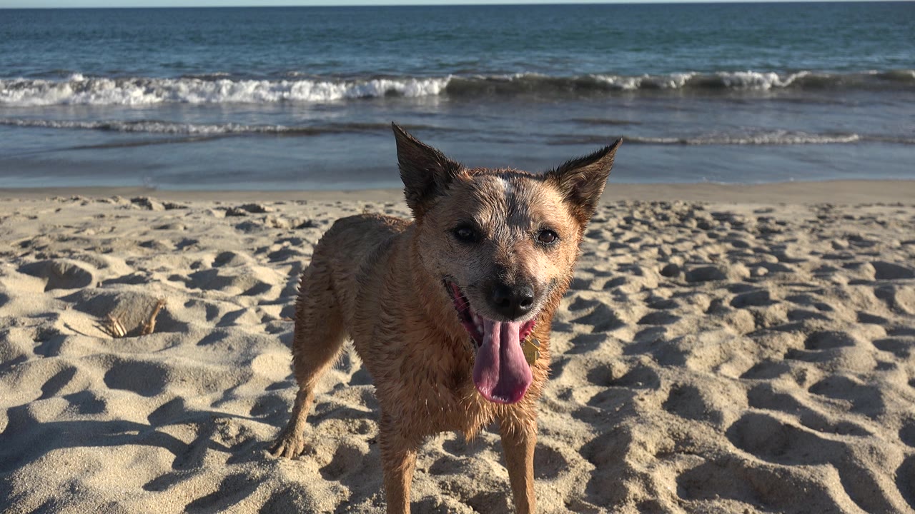 Brown dog with tongue out on beach before rolling waves