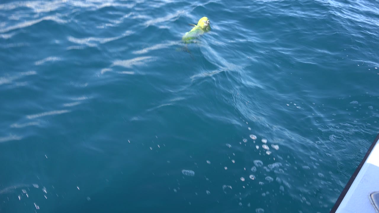 A green fish swims just below the surface beside the white edge of a boat in Los Cabos, Mexico, with blue ocean water filling the frame and no visible people.