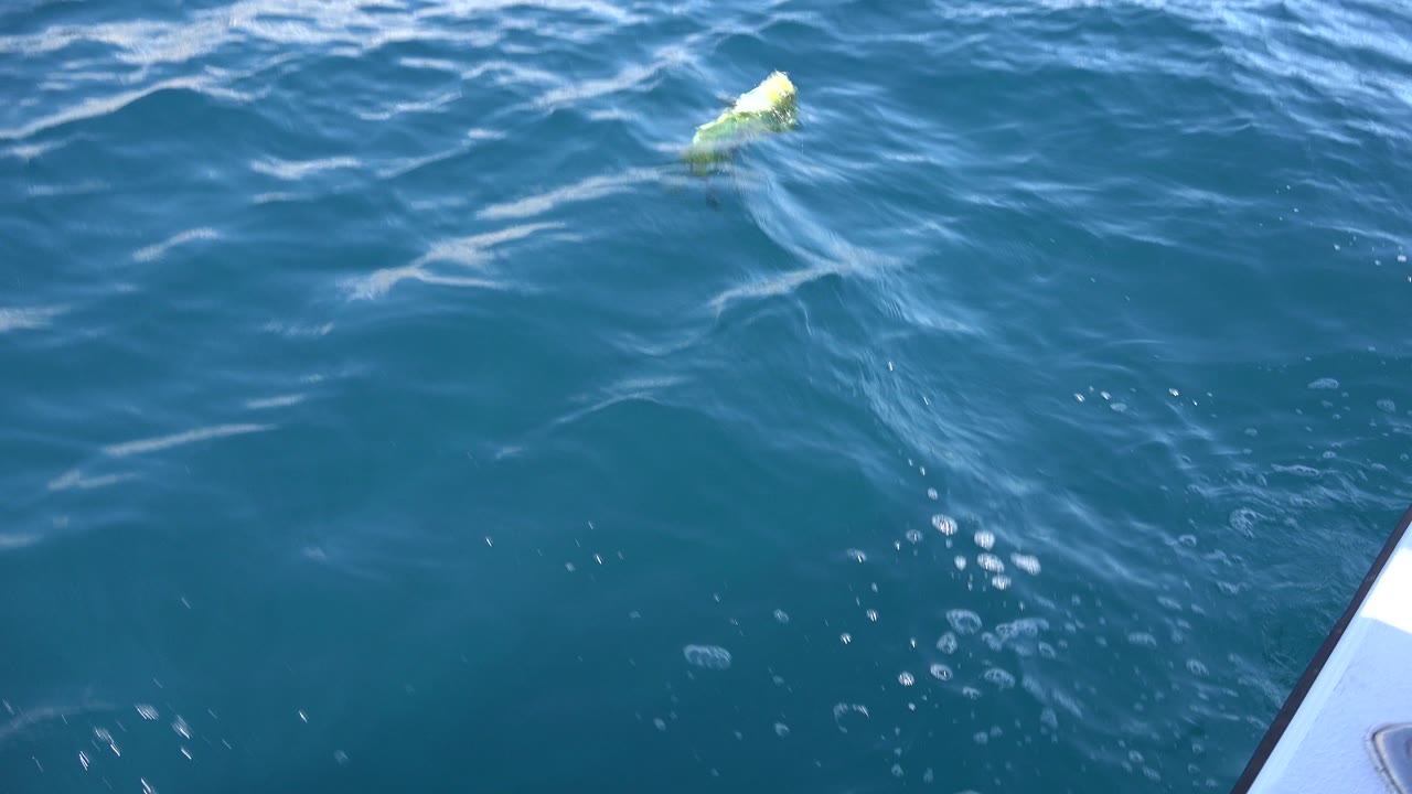 The fish moves through blue water near the boat edge in Los Cabos, Mexico, leaving a pale trail of bubbles and ripples with no visible people.