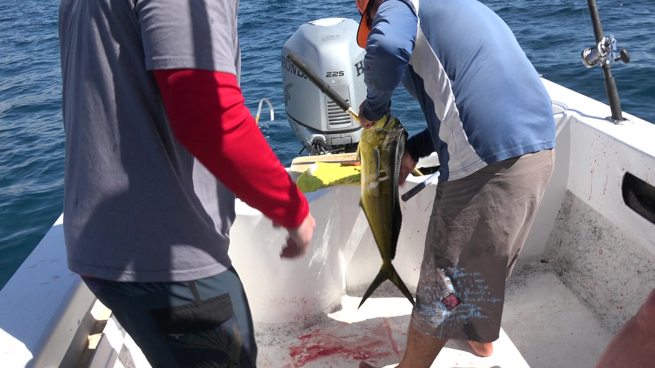 Men on a small boat handling a yellow fish near the stern.
