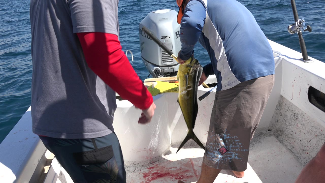 In Los Cabos, Mexico, the yellow fish is held upright beside the outboard motor as a man in a red sleeve reaches toward the boat deck.