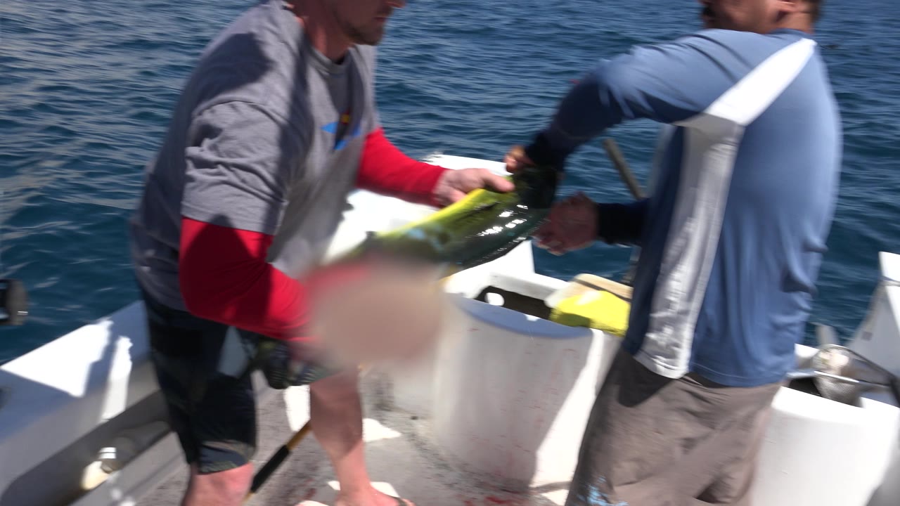 At the start of the Los Cabos, Mexico clip, two adults lean over a white cooler while handling a green-yellow fish on a small boat with blue ocean behind them.