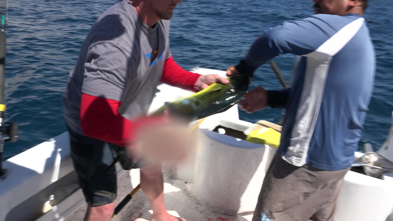 One adult in a gray shirt and red sleeves and another in a blue shirt hold the fish over the cooler as the ocean fills the background in Los Cabos, Mexico.