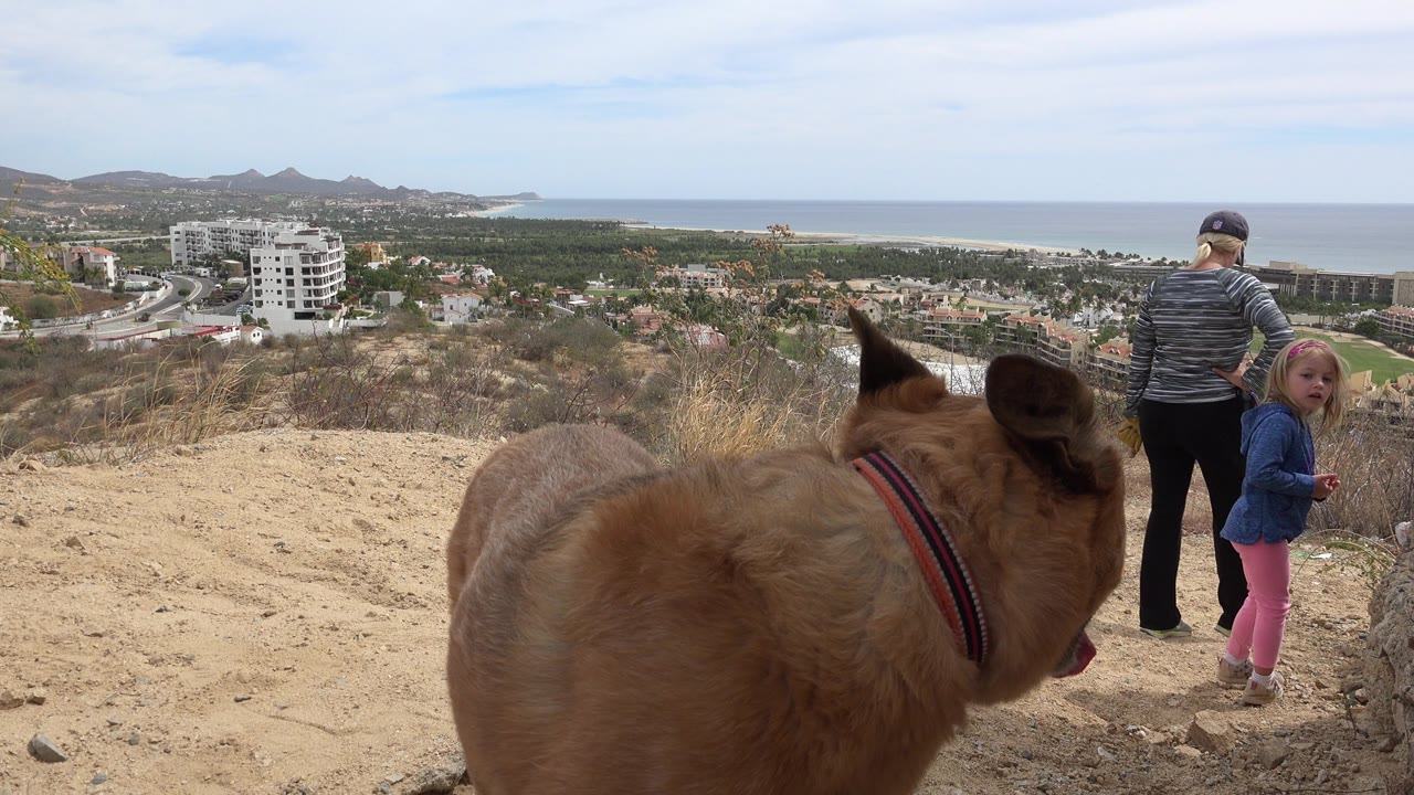 Tan dog in the foreground with an adult and child on a hillside overlooking the coast.