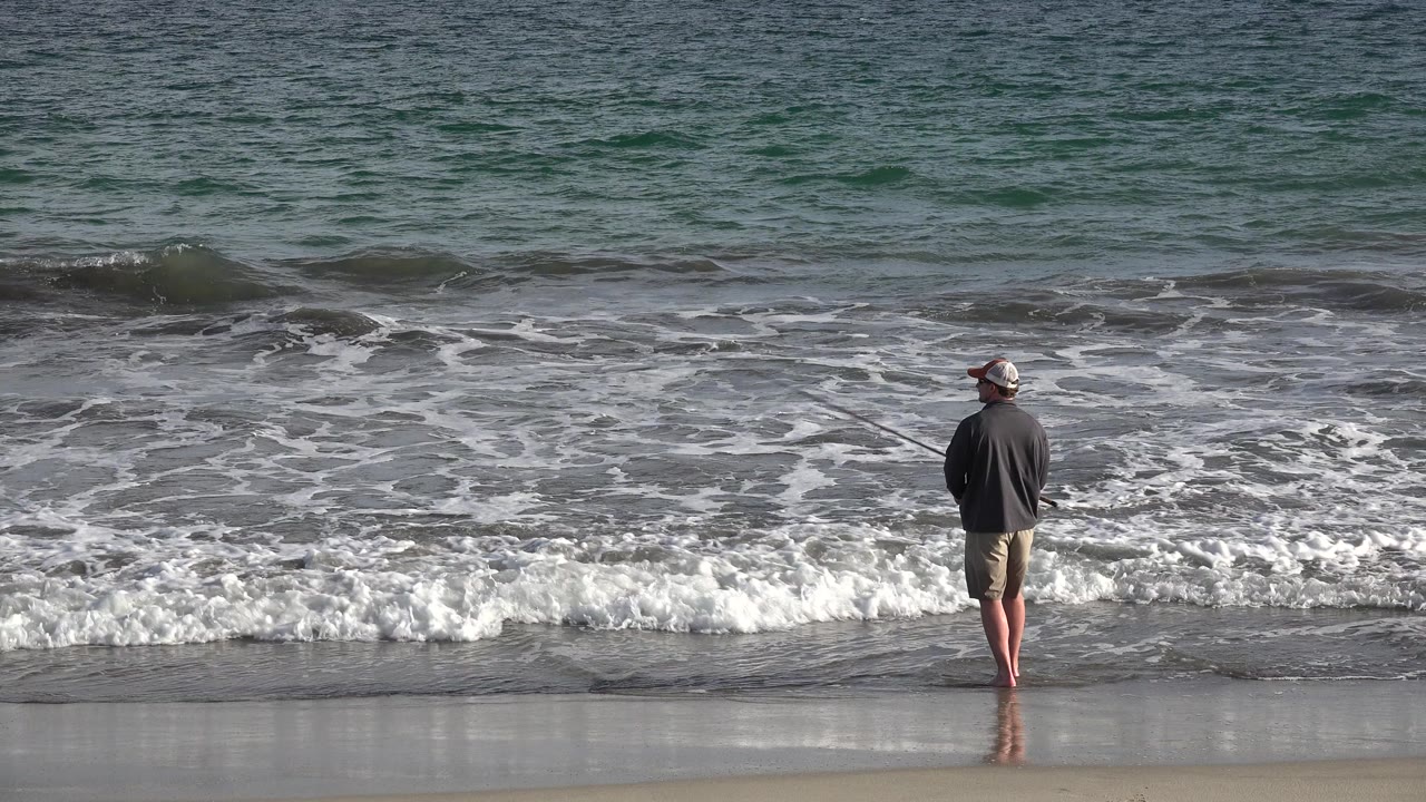 The adult remains near the center of the Los Cabos shoreline while white foam advances across the darker wet sand.
