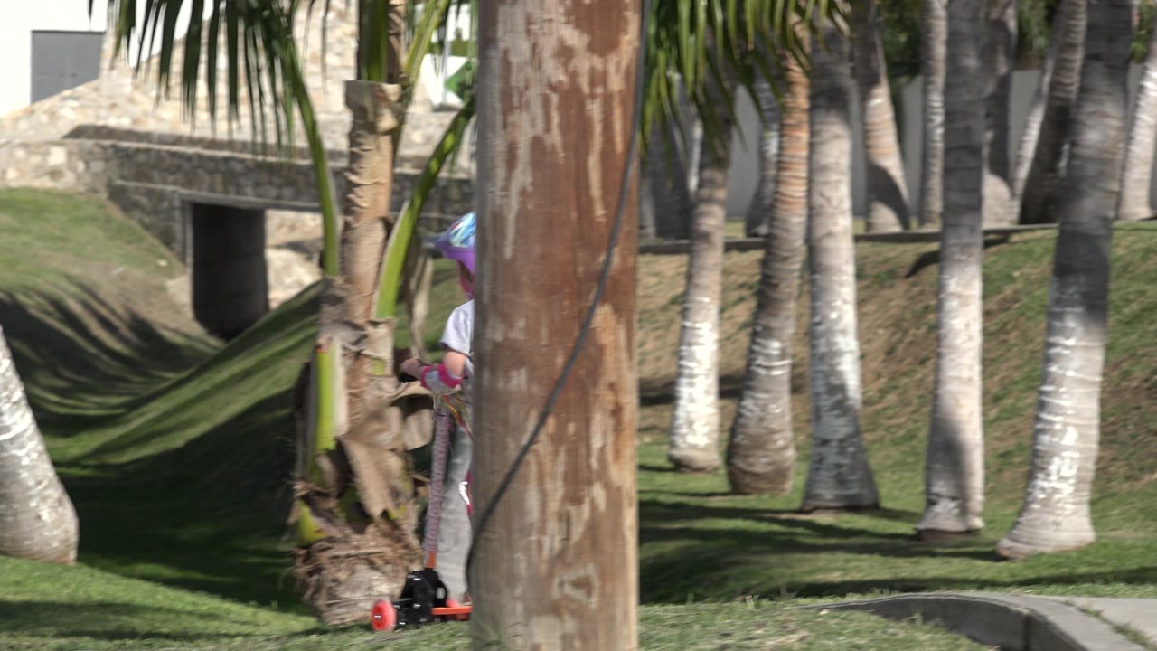 Child in purple helmet partly hidden by a palm trunk while riding an orange scooter.