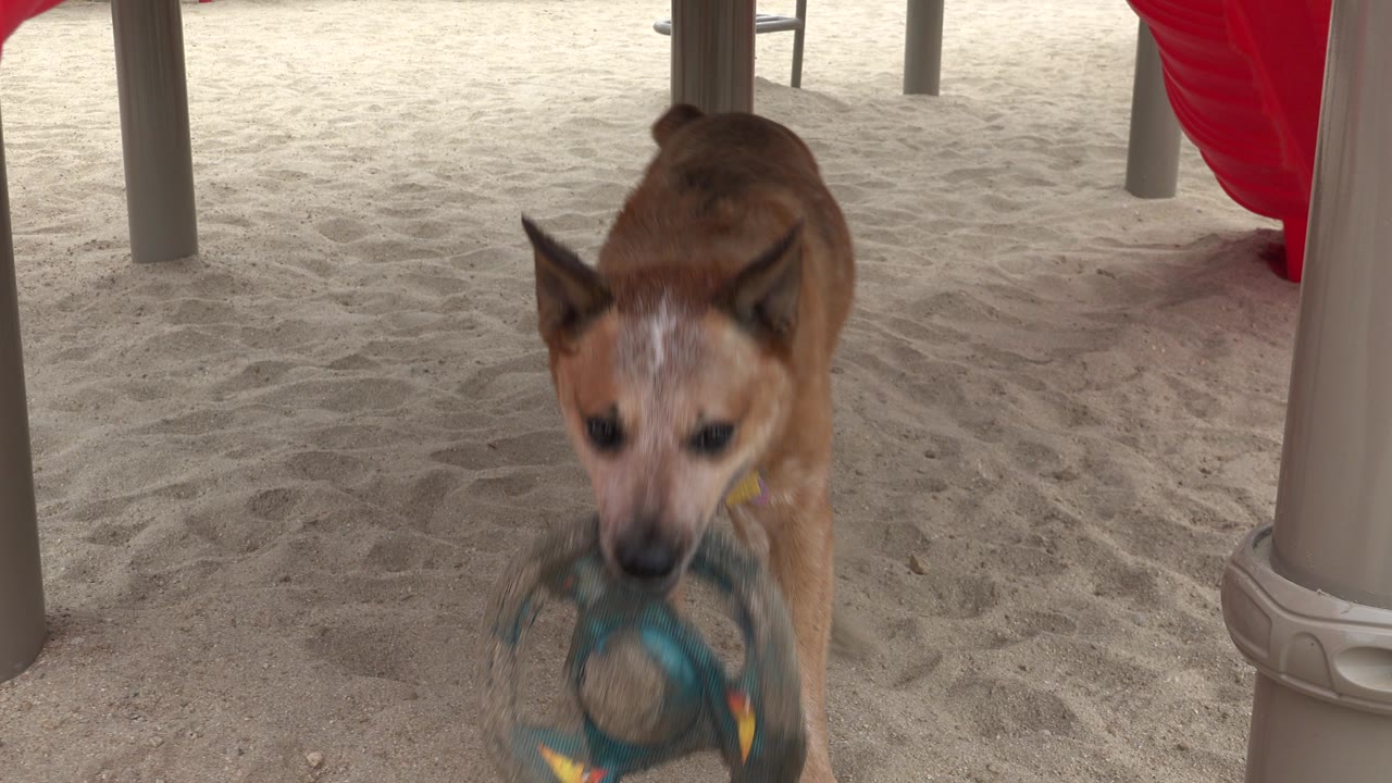 Tan dog carrying a blue toy on sandy playground ground.