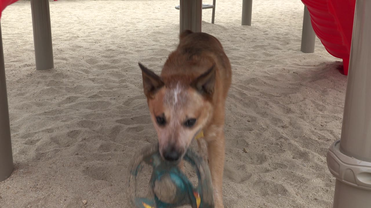 The dog faces forward with the toy held low in its mouth, standing on pale sand beside gray playground supports in San Jose del Cabo, Mexico, with no visible people.