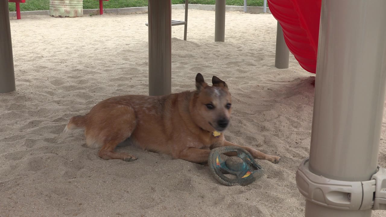 At 0:00, a tan dog lies on pale playground sand beside a worn circular toy in San Jose del Cabo, Mexico, with gray posts and red play fabric behind it and no visible people.