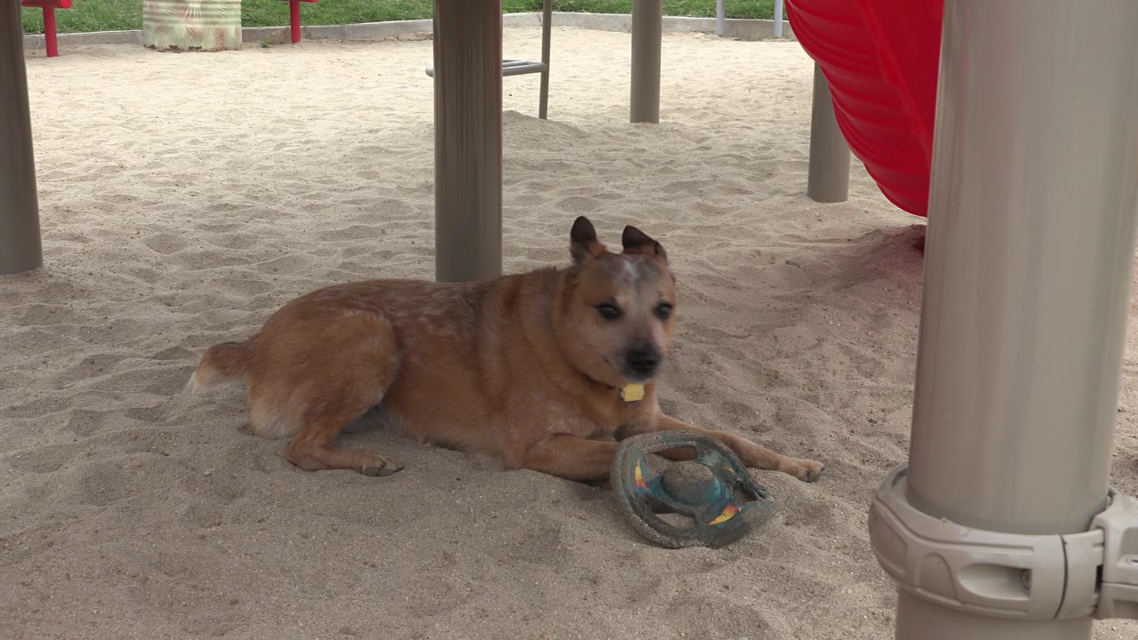 At 0:01, the dog remains stretched out on the sand in San Jose del Cabo, Mexico, facing slightly toward camera while the toy sits near its paws and no visible people appear.