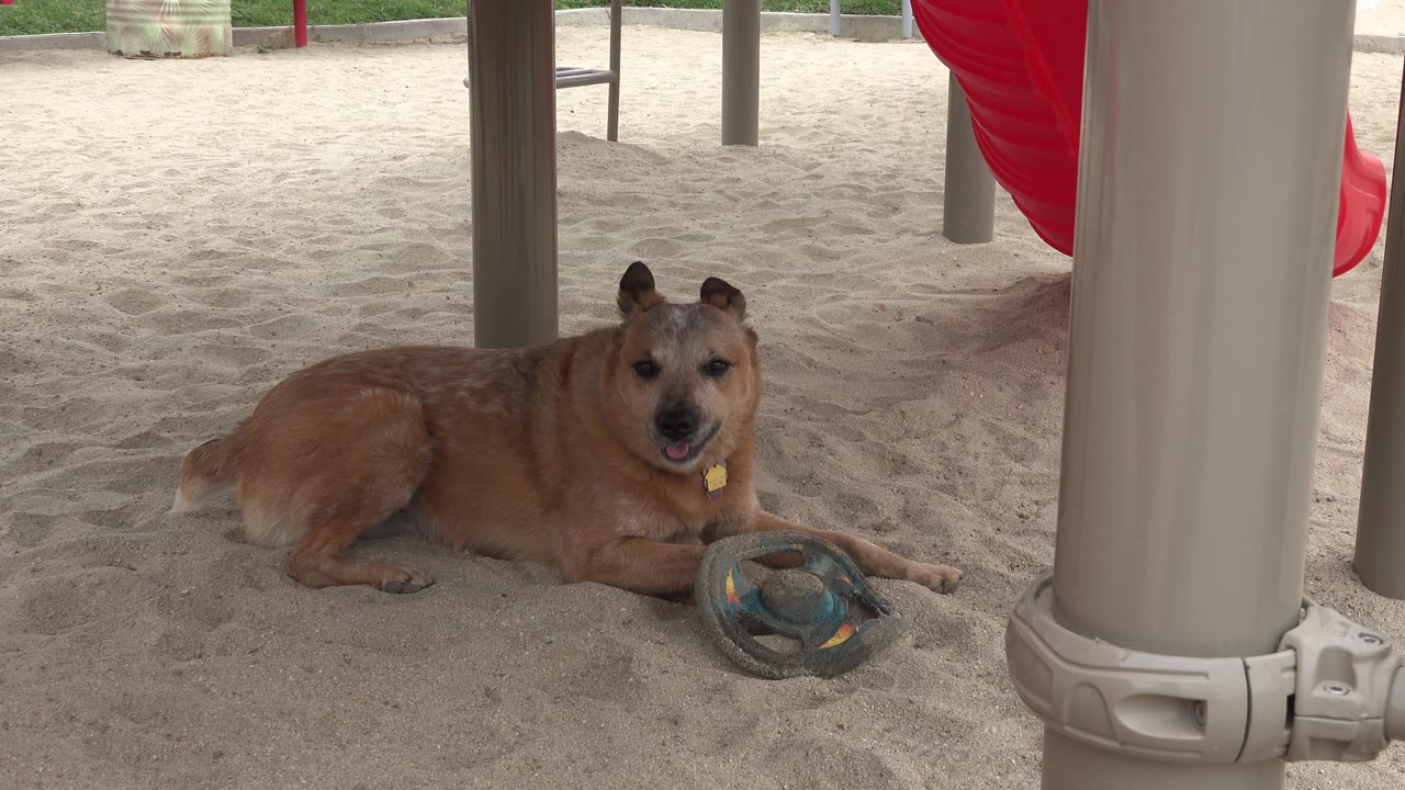 Panting dog lying beside a toy under playground equipment.