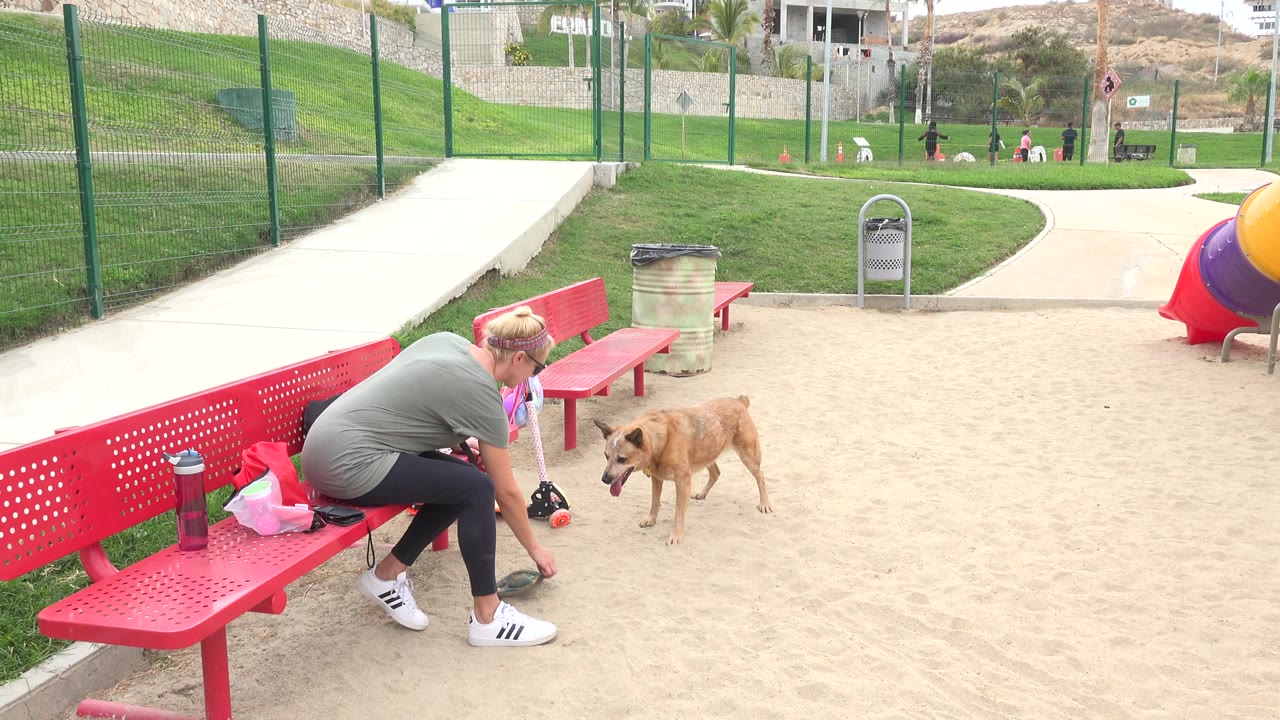 Woman on red bench reaching toward a brown dog in a sandy park area.