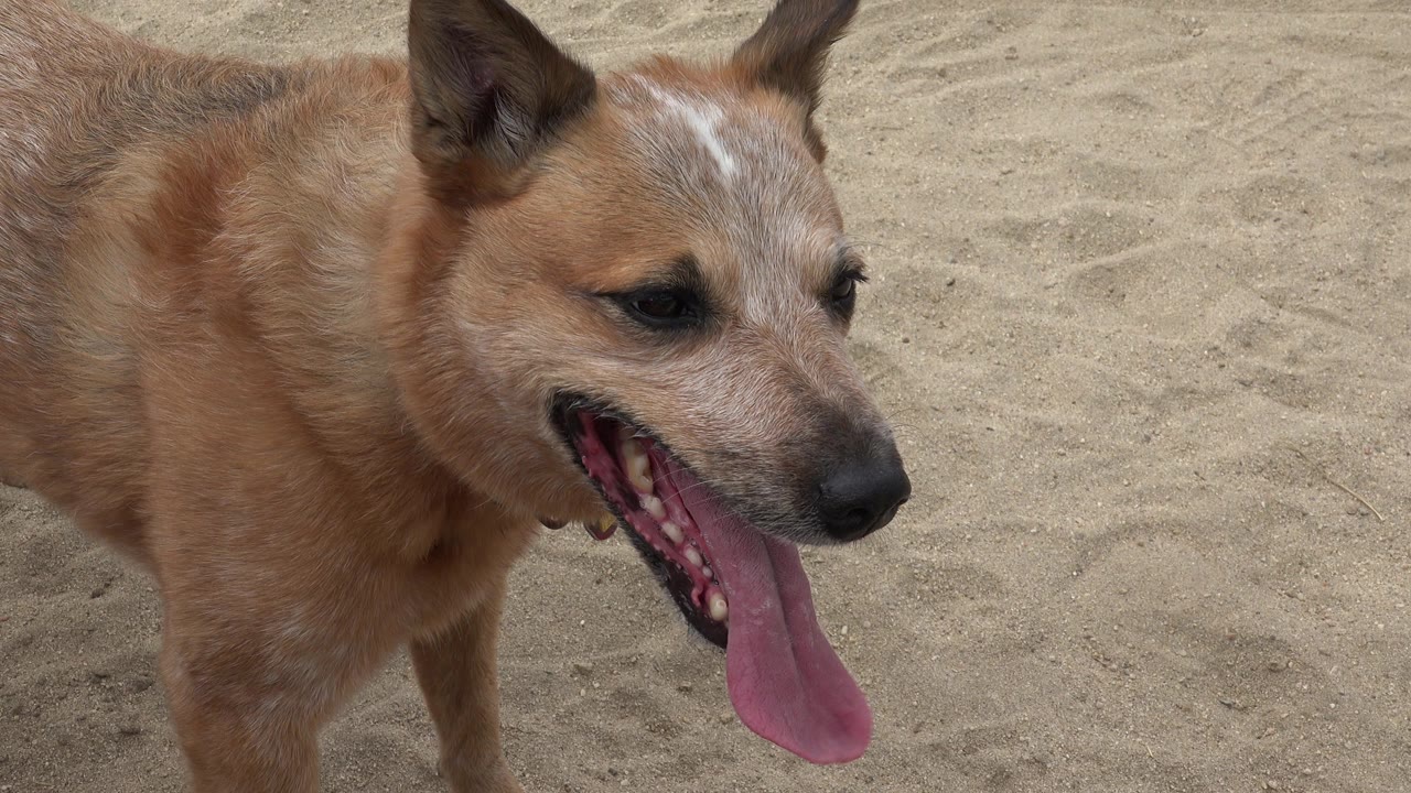 A brown dog stands close to the camera on sand in San Jose Del Cabo, Mexico, panting with its long tongue hanging left and no visible people.