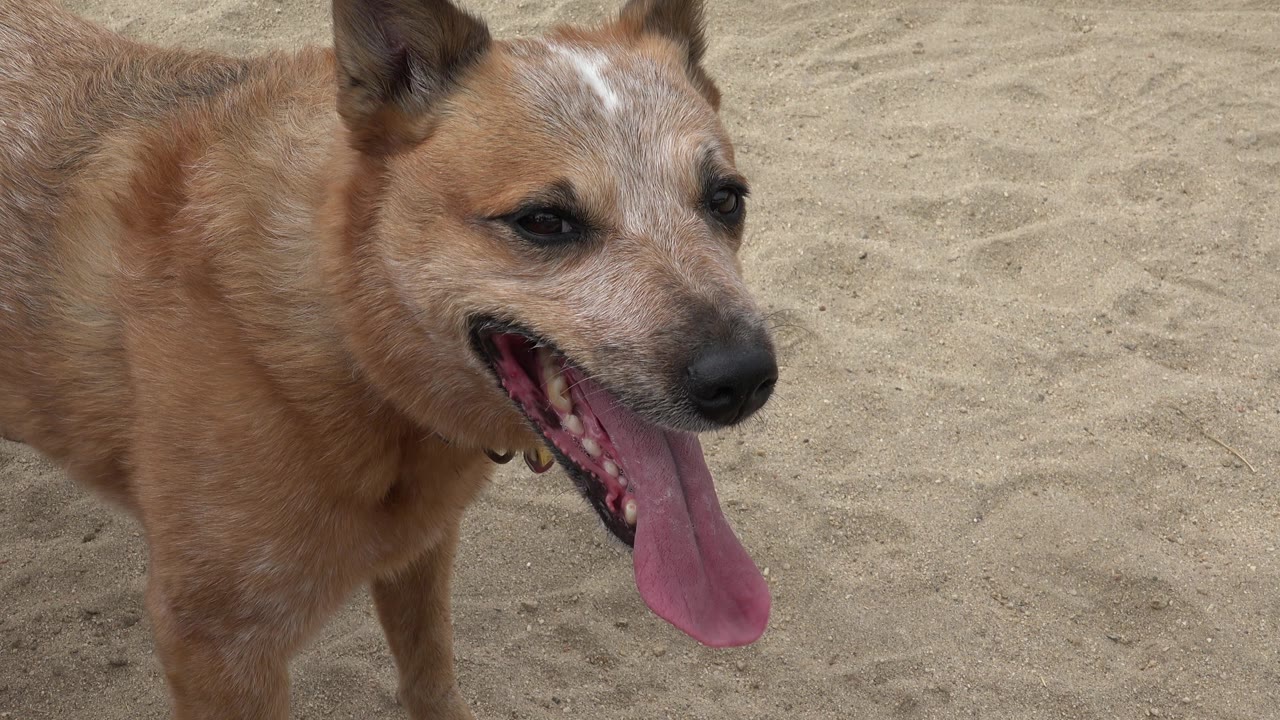 Tan dog panting on sandy beach