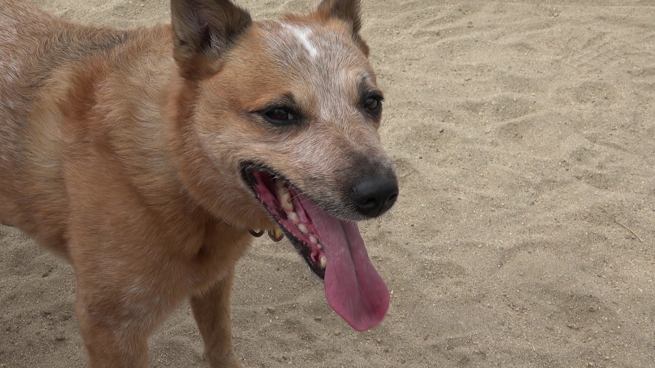 The dog's face and shoulders fill the frame as it pants over rippled sand in San Jose del Cabo, Mexico, with no visible people.