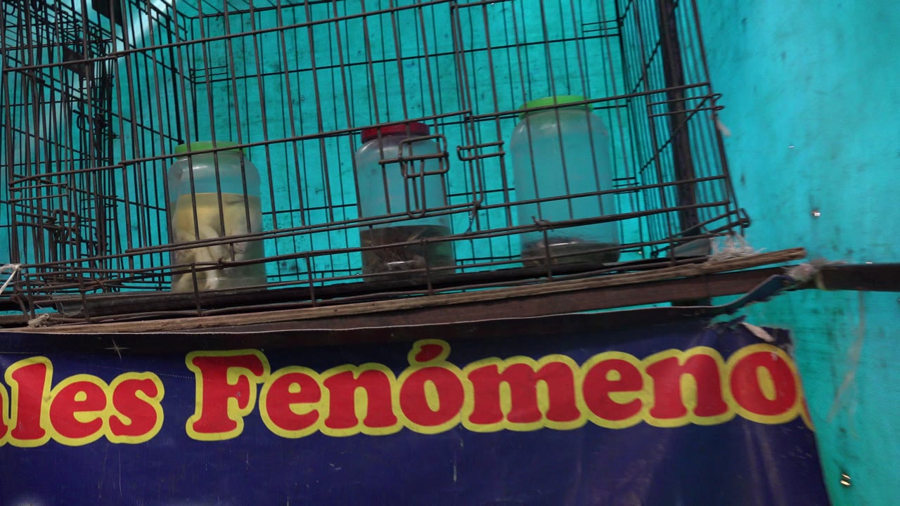 Wire cage above partial painted sign text on a turquoise wall.