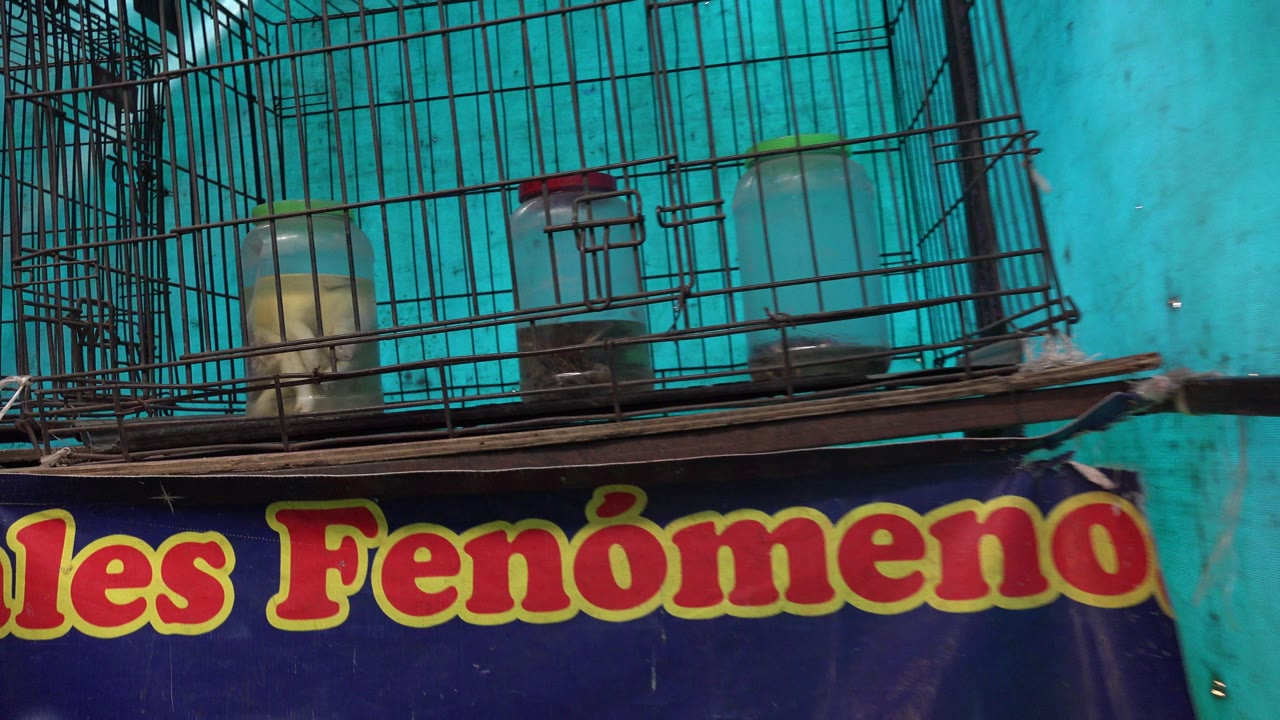 Second frame in San Jose del Cabo, Mexico holding on the cage, three jar-like containers, turquoise wall, and cropped painted sign, with no visible people.