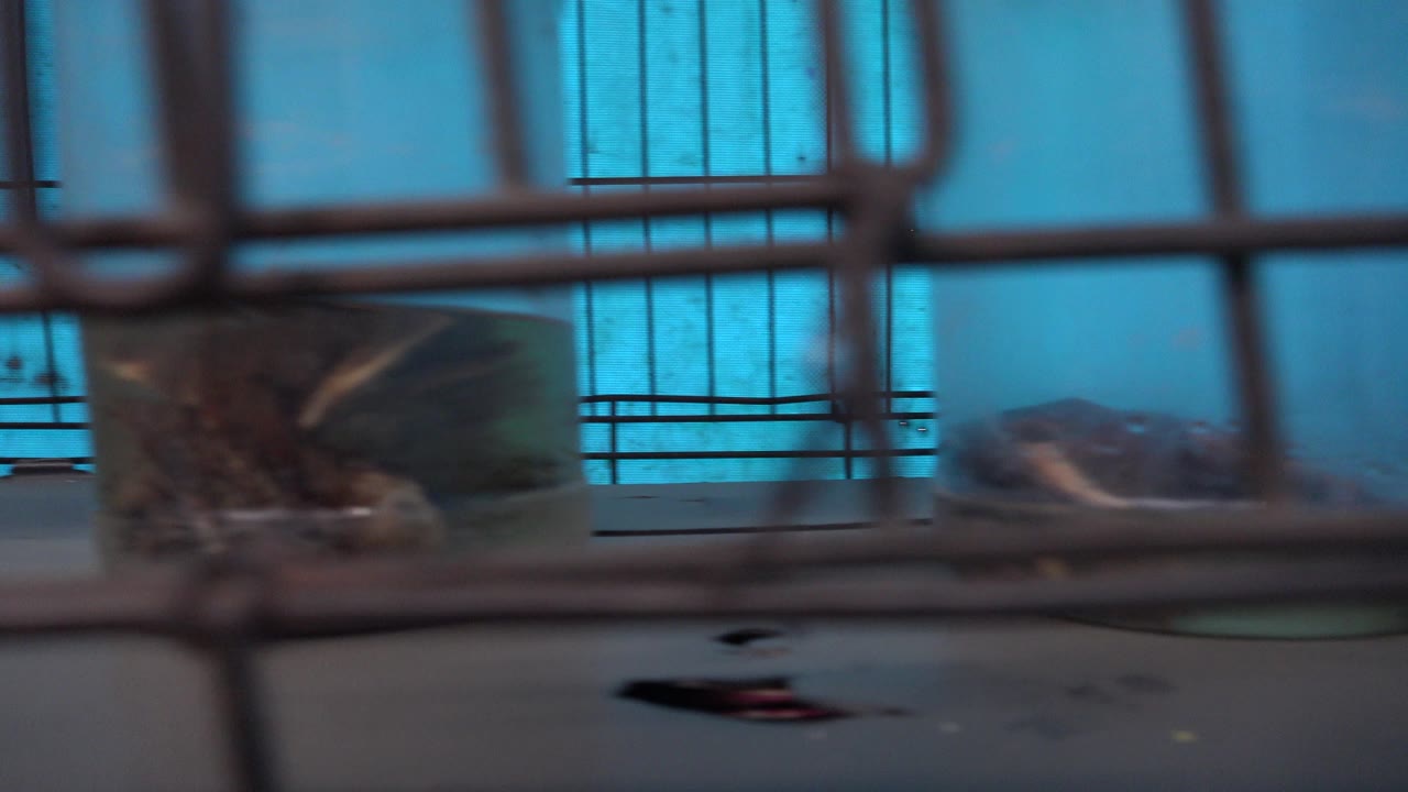 Preserved specimens in jars behind wire cage bars