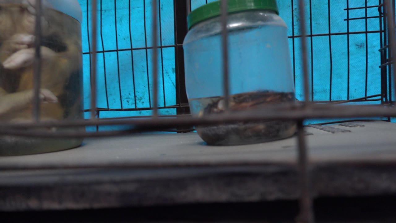 At 0:00 in San Jose del Cabo, a clear jar with a green lid sits behind black metal cage bars on a dark surface, with a blue background and no visible people.