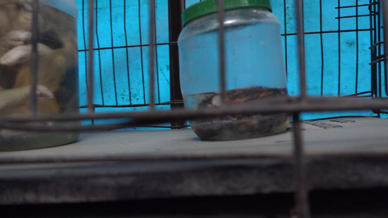 At 0:01, the composition stays tight on a clear jar with cloudy liquid behind dark cage bars, with San Jose del Cabo context from the clip facts and no visible people.