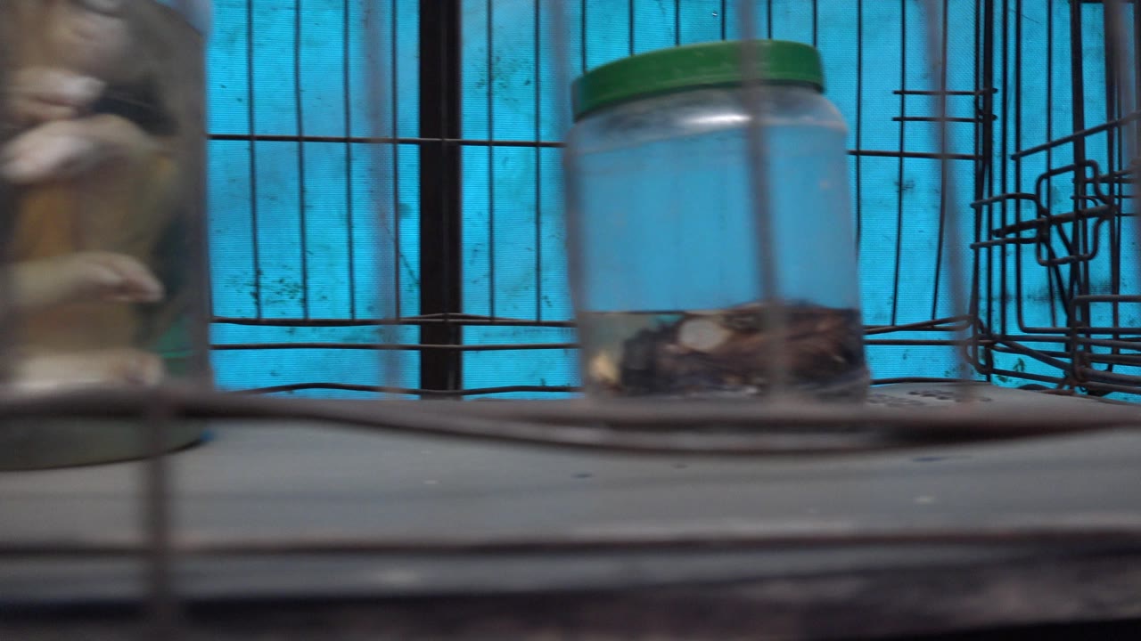 Specimen jar partly obscured by vertical bars with blue panel behind it.