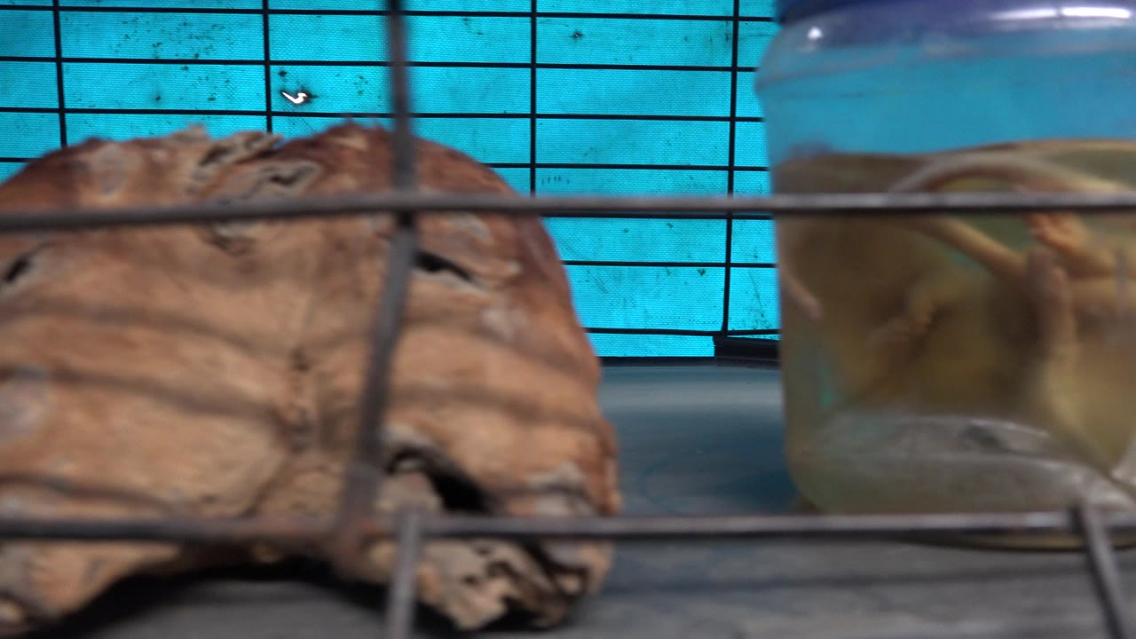 Dried animal hide fills the shelf beside a specimen jar.