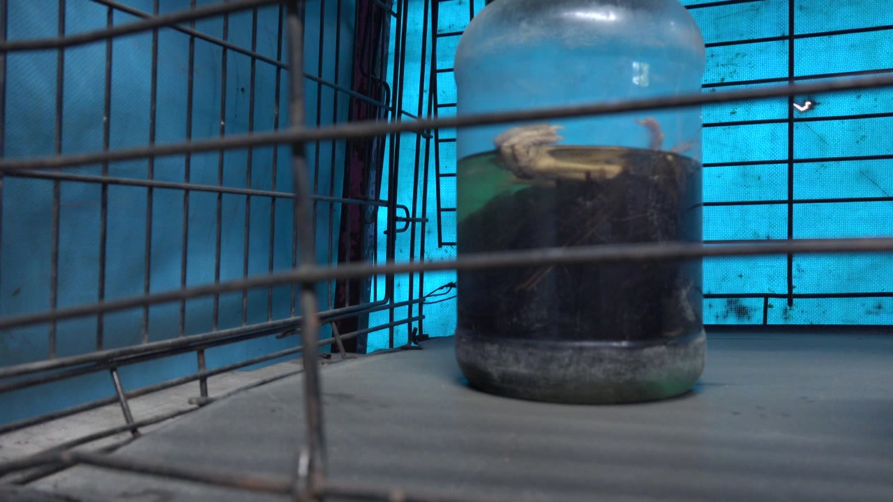 Jarred specimen behind metal cage bars against a blue background.
