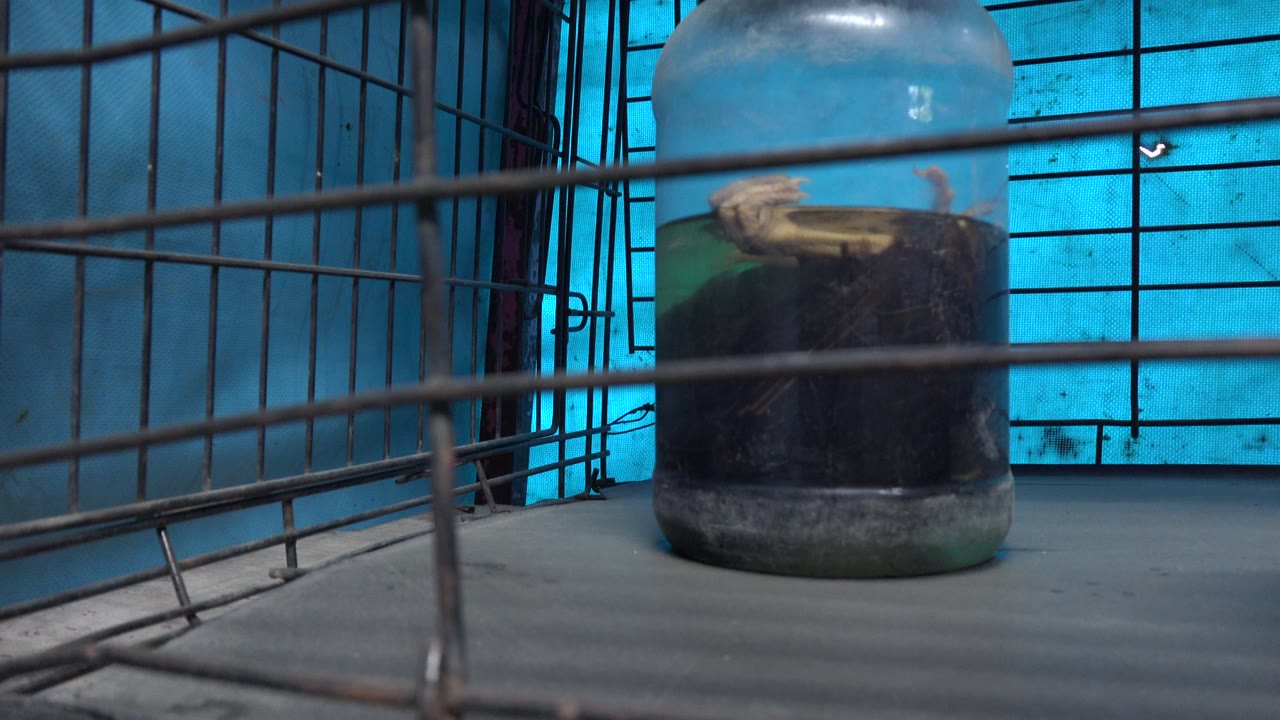 A centered jar containing an animal specimen sits behind horizontal and vertical cage bars in San Jose Del Cabo, with no visible people.