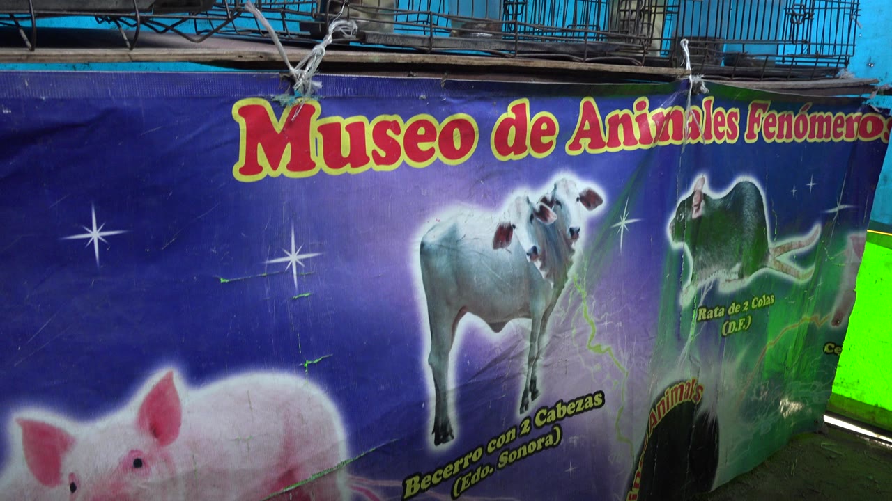 Close view of a blue Museo de Animales sign in San Jose del Cabo, Mexico, with painted animal graphics and no visible people in this frame.