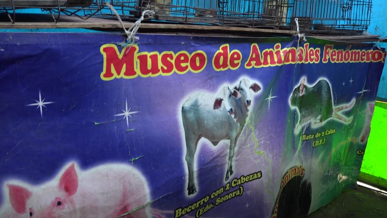 A similar close angle shows the San Jose del Cabo animal museum sign with a white animal illustration, a darker animal graphic, and no visible people.