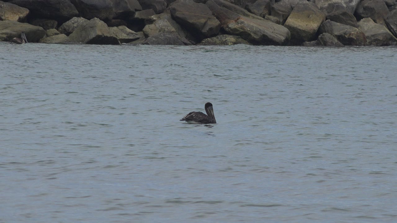 Dark bird floating on water near a rocky shoreline.