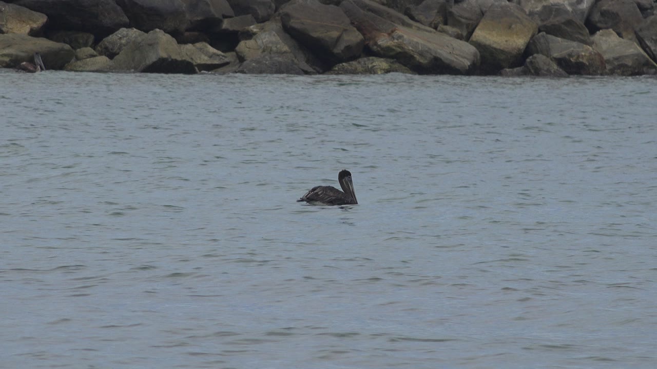The bird sits near the middle of the San Jose Del Cabo waterline, with small ripples around it, muted light, background rocks, and no visible people.