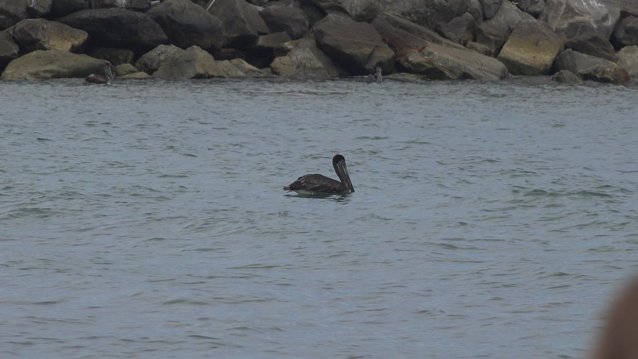 Dark bird floating on ocean water near shoreline rocks.