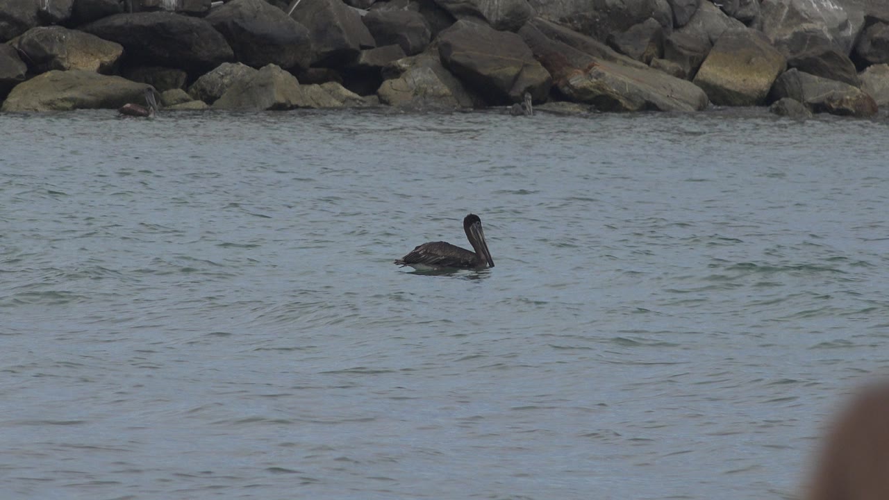 A dark bird sits low in the midground water in San Jose del Cabo, Mexico, with muted blue-green ripples, shoreline rocks, and no visible people.
