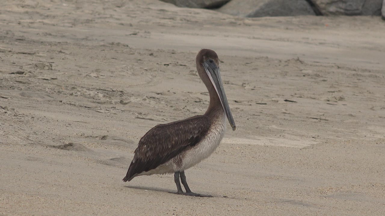 A brown pelican stands on pale sand near shoreline rocks in San Jose del Cabo, Mexico, at the opening moment, with no visible people.