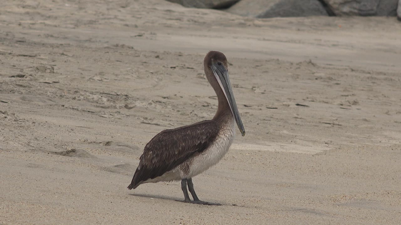 The pelican remains in profile on the sandy San Jose del Cabo beach, with its long bill angled downward and no visible people.