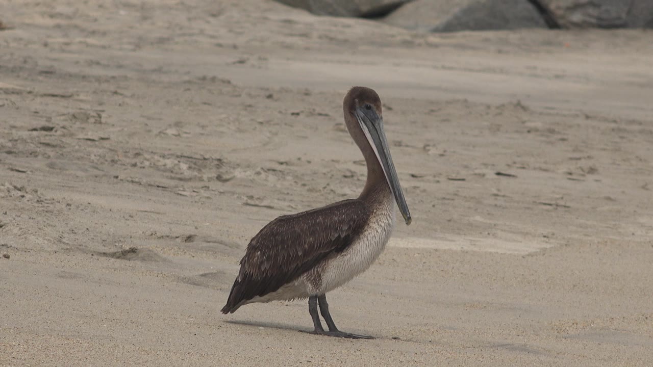 Pelican on sand with rocky shoreline in the background.
