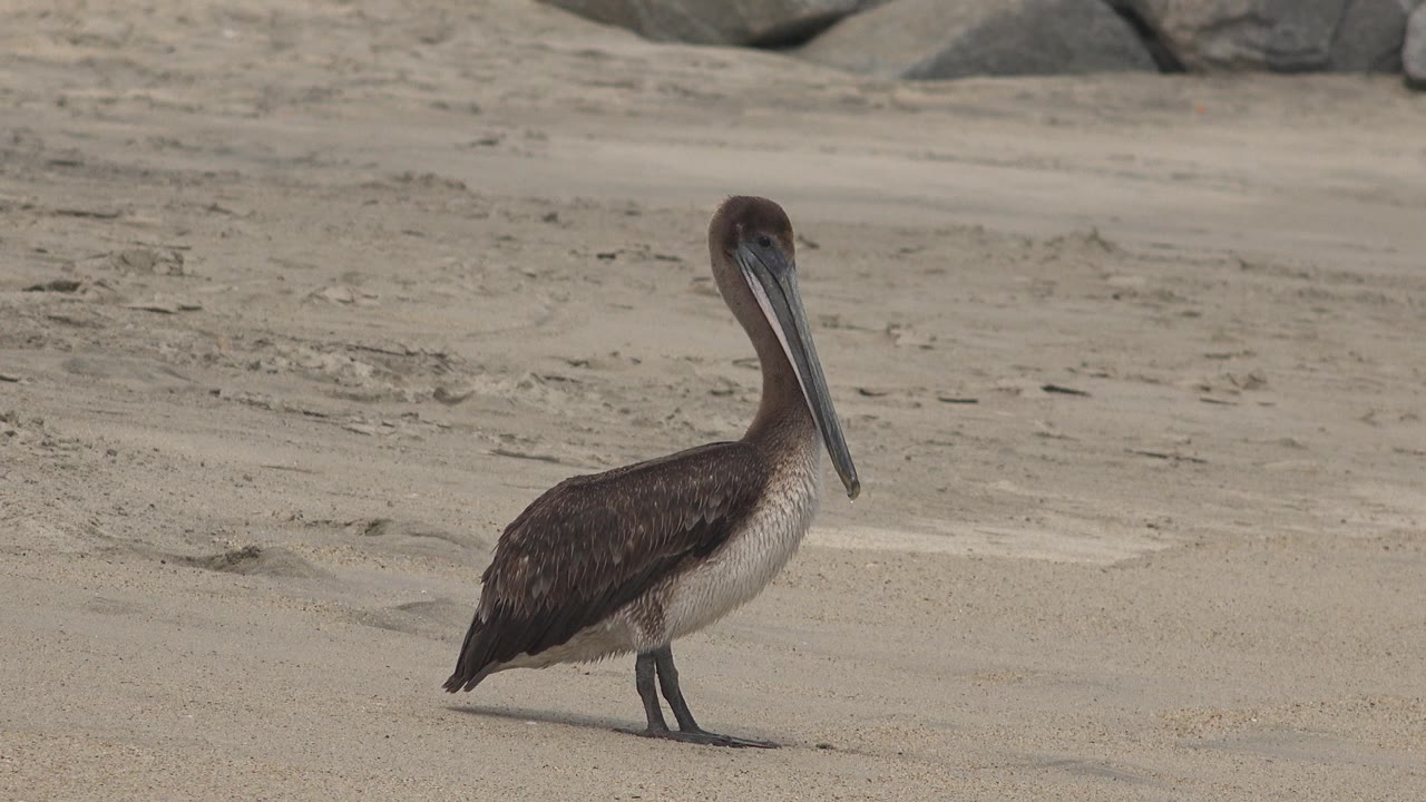 Long-billed brown bird standing on sandy beach near rocks.