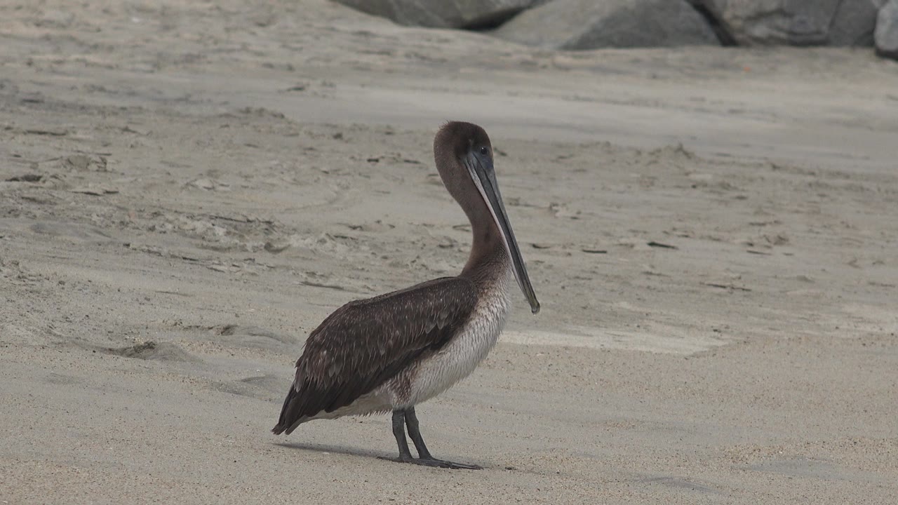 A pelican stands in profile on pale sand in San Jose Del Cabo, Mexico, with rocks along the background and no visible people.