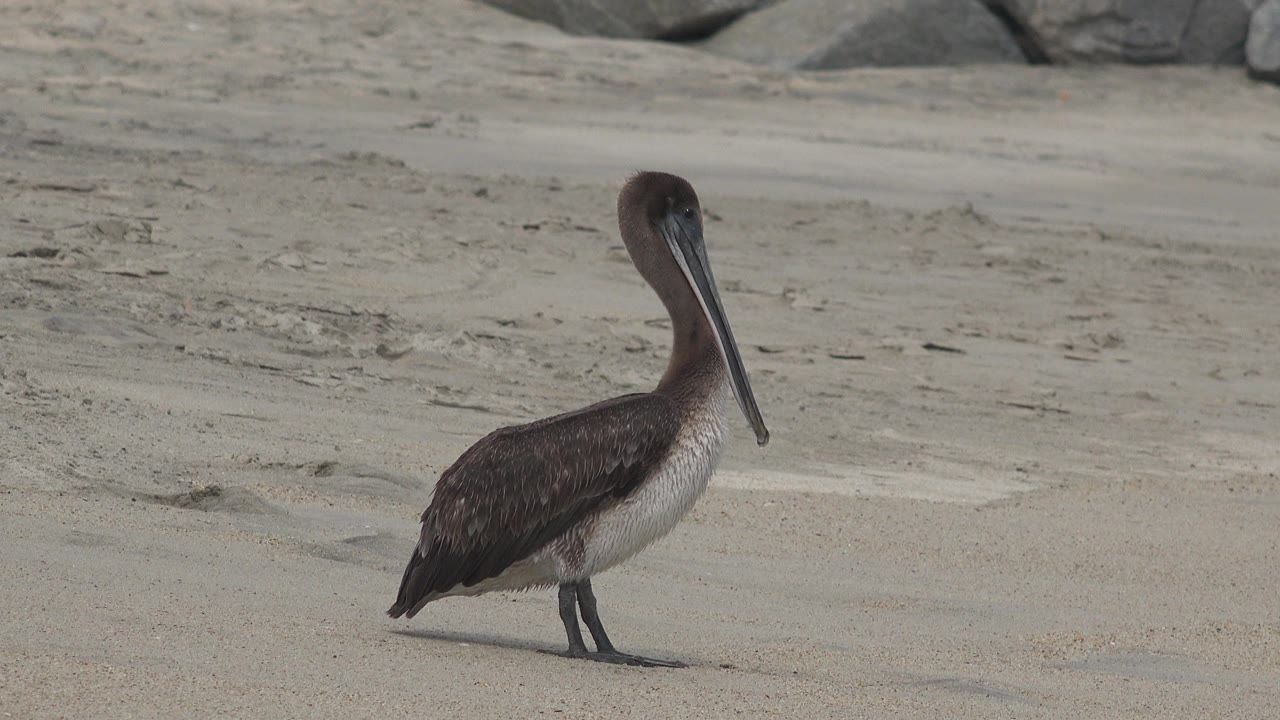 The pelican remains centered on the sandy beach in San Jose Del Cabo, Mexico, its long bill pointing down and no visible people in frame.