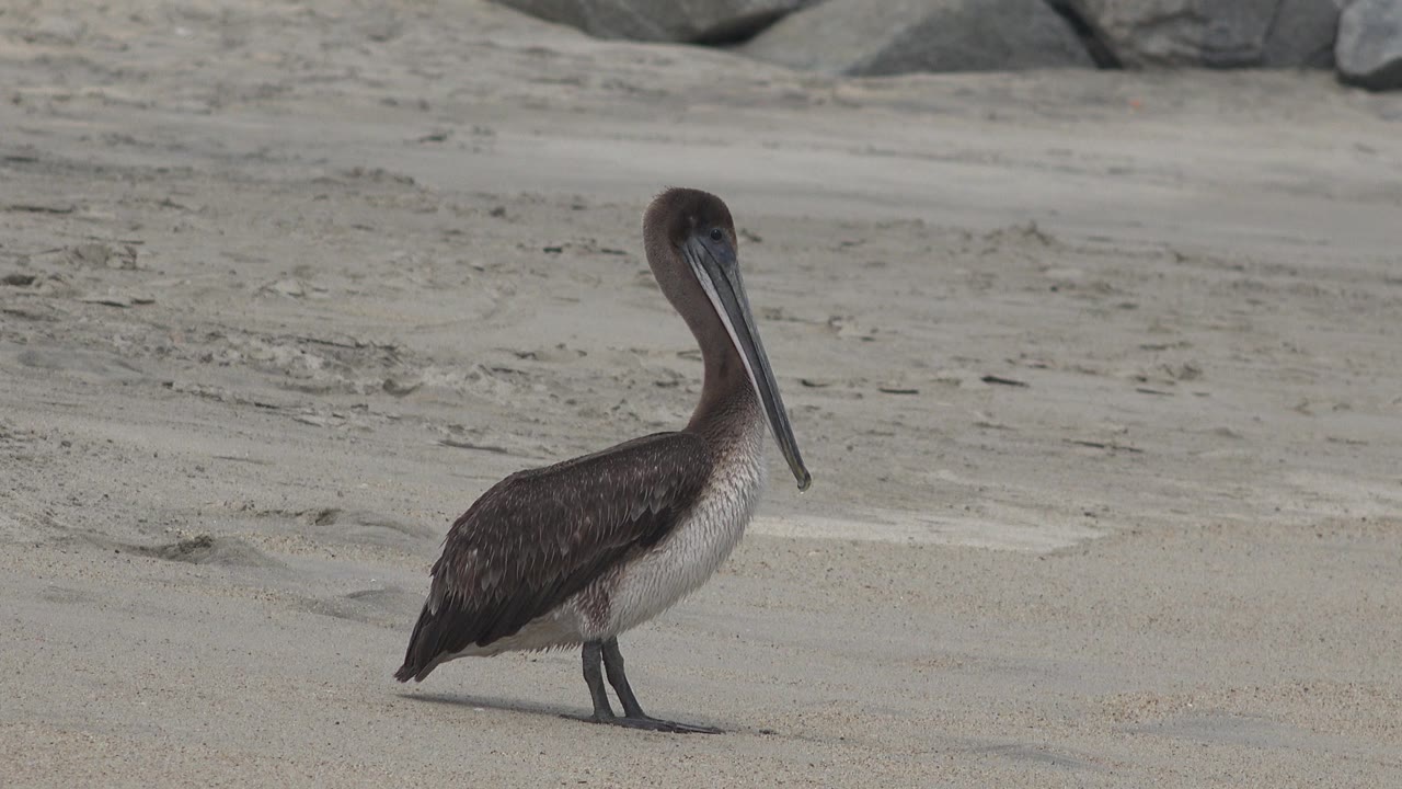 Pelican standing alone on beach sand.
