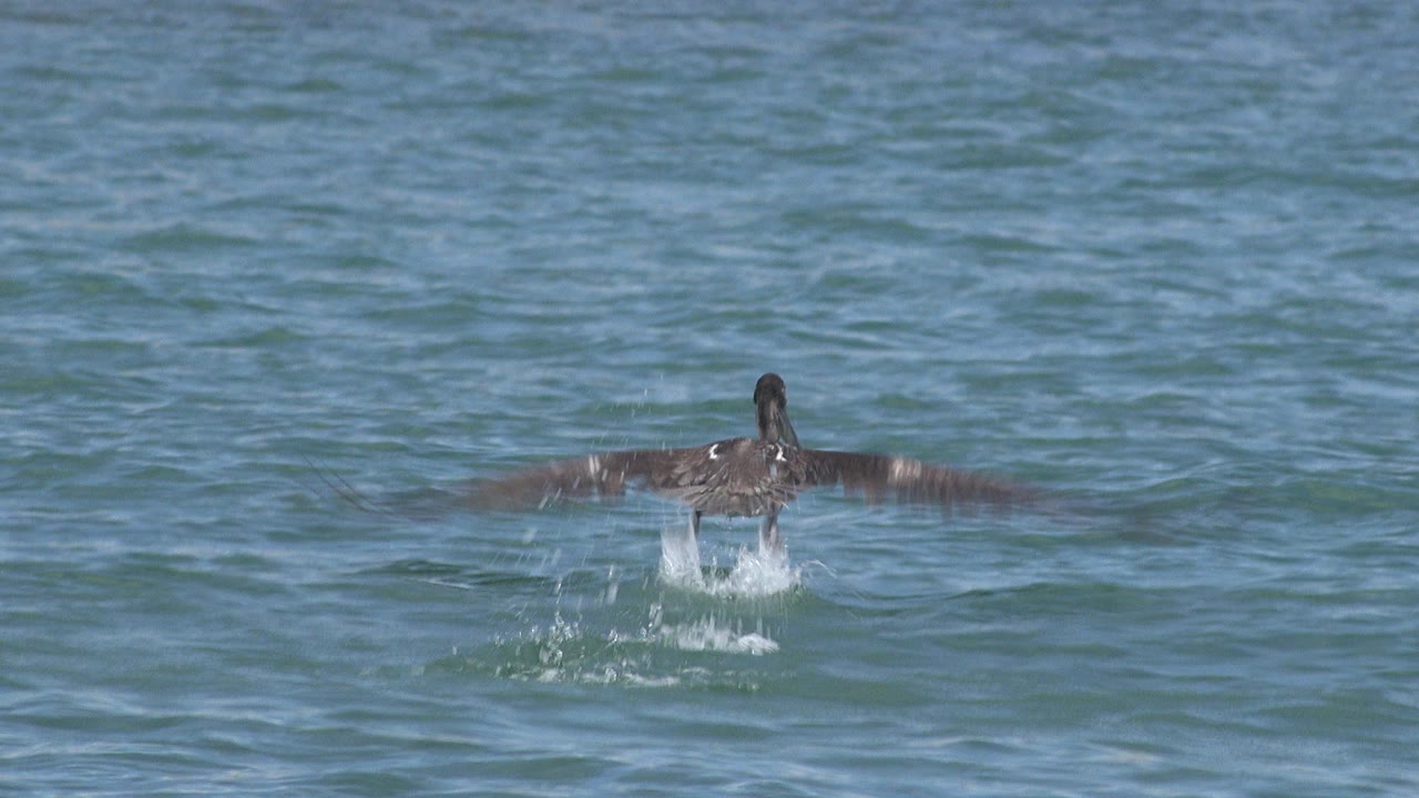 Dark long-billed seabird lifting from blue-green ocean water.
