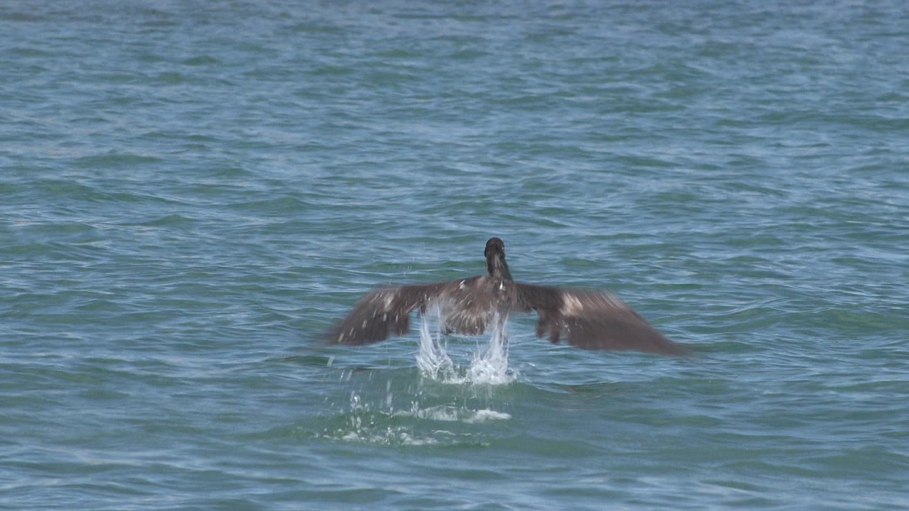 The seabird skims forward across the San Jose Del Cabo ocean surface, wings extended and water splashing behind its body, with no visible people.