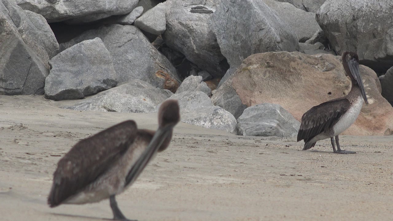 A soft foreground pelican and a sharper pelican near shoreline rocks stand on sand in San Jose del Cabo, Mexico, with no visible people.
