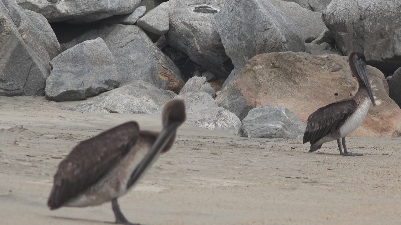 A blurred pelican fills the left foreground while another pelican stands upright near gray rocks on the sandy beach in San Jose del Cabo, Mexico, with no visible people.