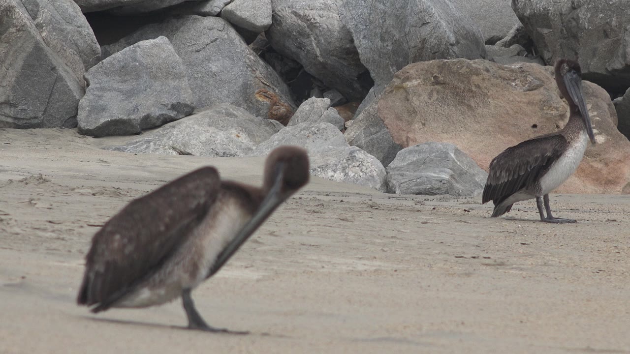Pelican walking across sand with rocks behind it.